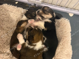 Chorkie puppies