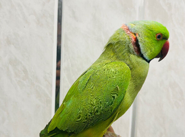 Adult male Ringneck parrot