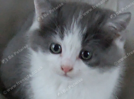 STUNNING PEDIGREE CHINCHILLA PERSIAN CROSS BRITISH SHORTHAIR KITTENS