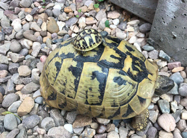 HERMANN Tortoise babies