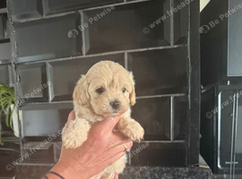 Beautiful F1 teacup maltipoo