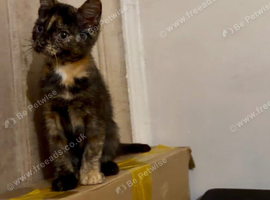 1 final female kitten available