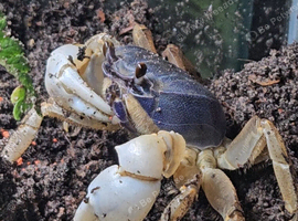 Blue Christmas Island Crabs Pair- Rare in hobby