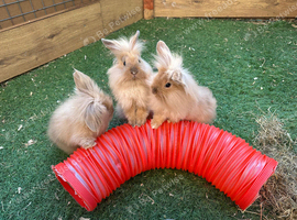 Mini Lion lop rabbit