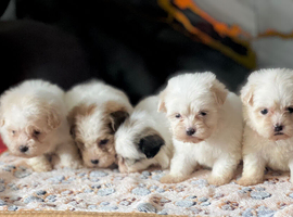 Malshi mini toy puppies