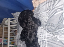Basil - Cockerpoo.