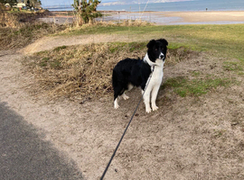 Border collie available for re homing