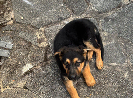10 week old puppy