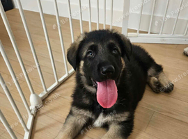 German Shepherd Dog Puppy