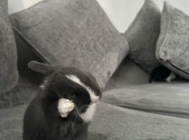2 lovely bunny&rsquo;s for sail