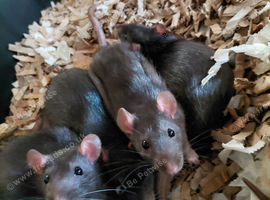 3 females left 2 males left
