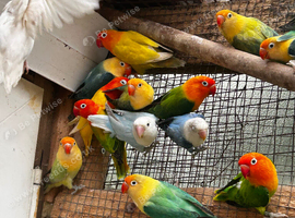 Adorable Lovebirds available