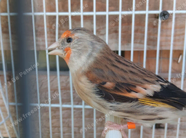 Gold finch mule