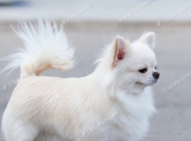 Teacup chihuahua boy