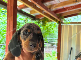 Beautiful dachshund puppies