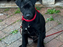 Patterdale terrier