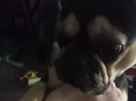 French bulldog