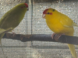 kakarikis
