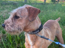 Lakeland terrier