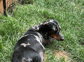 Mini dachshund female