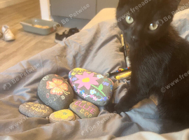 black boy kitten