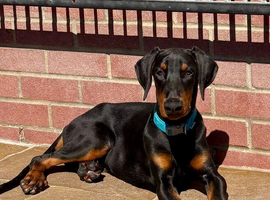 Top Quality Male Dobermann Puppy
