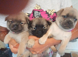 Puppies sale out this world