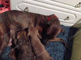 2 bedlington terrier cross lurcher puppies