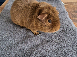 Teddy coat guinea pig