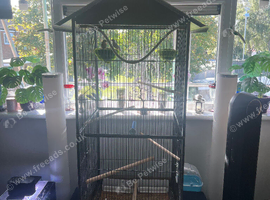 Pair cut throat finches and large cage