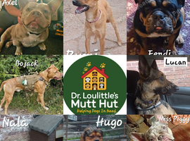 Rescue dogs searching for their furever homes