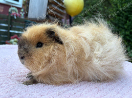 Swiss boar