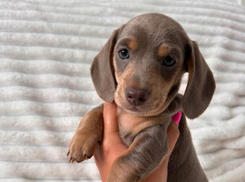 4 Beautiful Miniature Dachshund Puppies