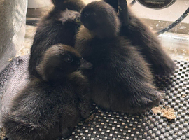 Cayuga duckings