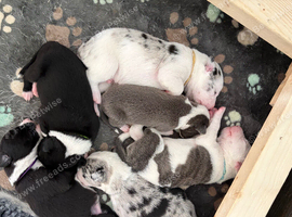 Beautiful Bull/Greyhound puppies