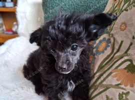 Toy poodle x Papillon, vet checked and 1st vacination