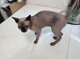 Female Sphynx Kitten