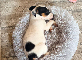 Living girl looking for forever home