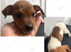 Last Jack Russell puppy