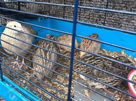 Japanese Quails
