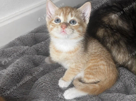 Ginger and tortie kittens