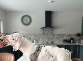 Wonderful litter of great Dane&rsquo;s ballincollig