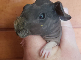 Skinny pig Babies male and females available now