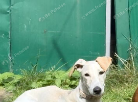 Saluki pip