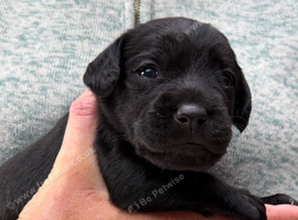 Cocker spaniel patterdale cross puppies