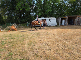 Beautiful bfg gelding