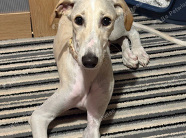 Cream Lurcher