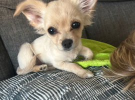 Chihuahua puppy