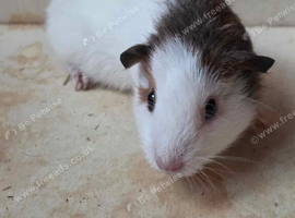 White and brown boy guinea pig