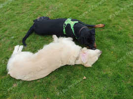Reliable and conscientious dog walker /sitter walking  in small groups .